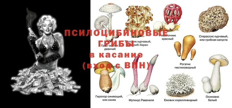 Галлюциногенные грибы Magic Shrooms  Лесосибирск 